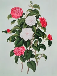 Camélia Japonica, de uma monografia sobre o gênero da camélia, 1819